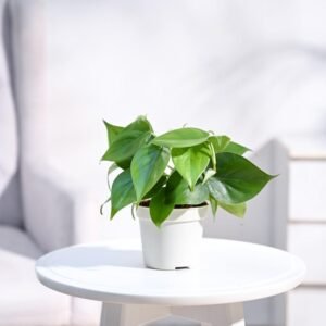 ugaoo philodendron oxycardium golden plant with grow pot