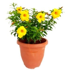 indian gardens allamanda creeper & allamanda mini | allamanda combo | live outdoor flowering plants in 4 inch pots | ideal for home gardens