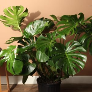 original monstera deliciosa live plant – pack of 1 healthy indoor tropical houseplant for home, office & garden décor – air purifying lush green foliage with grow bag & pot