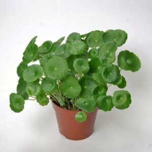 live chinese money plant – pennywort (hydrocotyle) | easy care indoor houseplant for bedroom living room, office desk | feng shui lucky plant for wealth & prosperity | air purifying | healthy plant