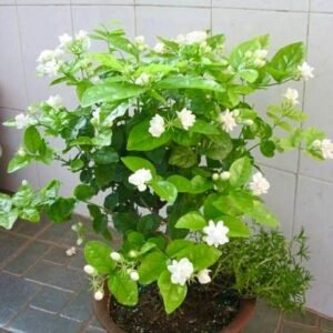 indian gardens 5 layer/arabian jasmine jasmine live plant | indoor & outdoor plant | sambac white | 4 inch