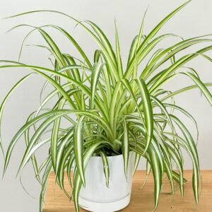 good homes spider plant (chlorophytum comosum) – live air purifying indoor houseplant | easy care, fast growing plant for home, office, gifting & hanging baskets (pack of 1 potted plant)